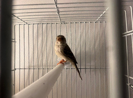 Gray Singing Finch 2025