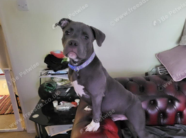 KC Registered 21 week old blue staffordshire bull terrior for rehoming