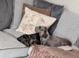 2 dachshund