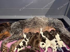 Kc reg german wirehaired pointer puppies for sale