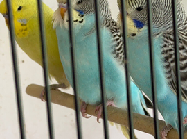 Baby budgies