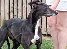 LURCHER BITCH
