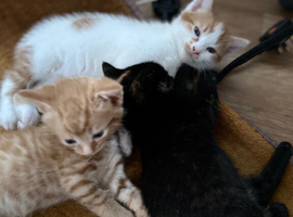 Kittens for sale