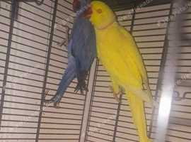 Gorgeous ringneck parakeet pair