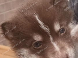Pedigree Siberian Husky Puppies