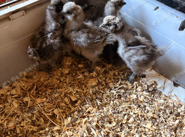 Silkie Chicks ready to go