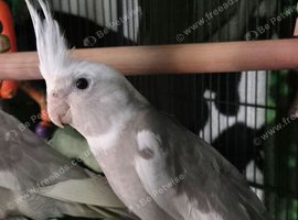 Cockateals