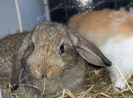 Mini lops