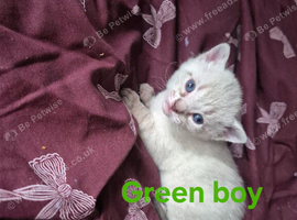 Bengal siamese cross sphynx