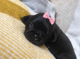 Shih Tzu puppies