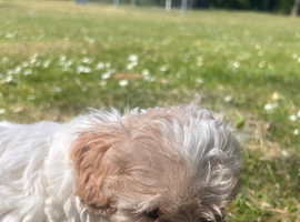 Cavapoo Puppies for sale