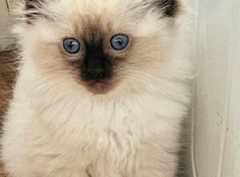 Ragdoll kittens