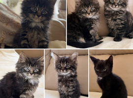 Beautiful Bombay x kittens , Ready now !!