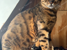 Female Friendly Bengal pet