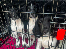 KC Registered English Springer Spaniels