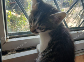 Kittens for sale