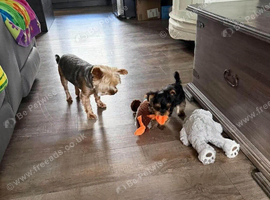 Yorkshire male terrier