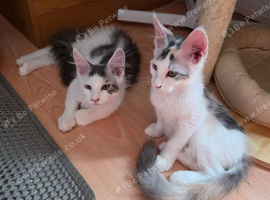 TICA REGISTERED STUNNING KITTENS