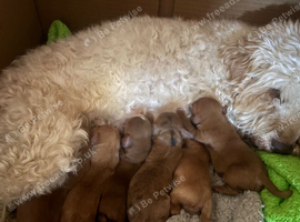 Cockapoo puppies