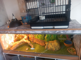Bearded dragon and set up