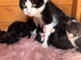Kittens for sale