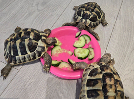 Herman&rsquo;s Tortoise x 3
