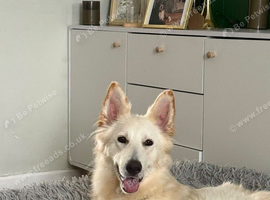 German Shepherd girl