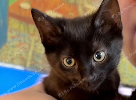 3 lovely kittens for sale