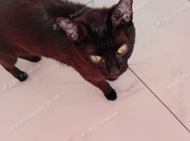 Black cat