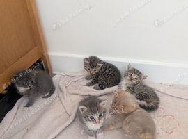 5 beautiful fluffy kittens