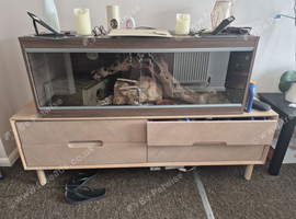 Two royal pythons for sale with tank
