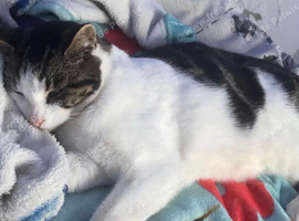 3 year old male cat