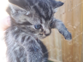 Boy kitten