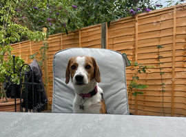Callie is looking for a new loving home.