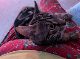 Bengal kitten