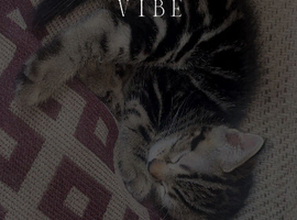 Tabby x Persian cat