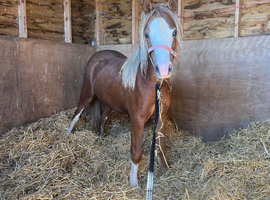 Stunning chestnut mare