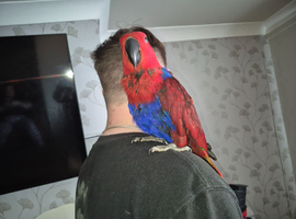 Talkative female eclectus.