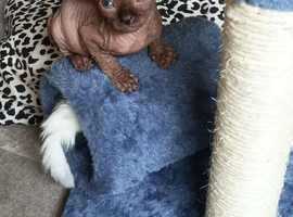 GORGEOUS SPHYNX KITTENS 3 BOYS