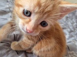 Beautiful Ginger Kittens Looking for Loving Homes