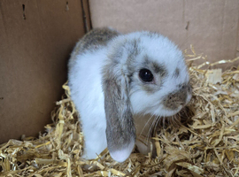 Mini lop buck boy 8 week old for new home