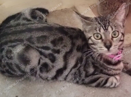 Bengal x Persian