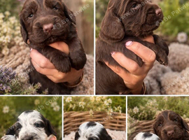 Beautiful cocker spaniel puppy&rsquo;s