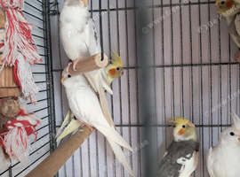 Baby Cockatiels