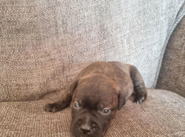 5 beautiful staffy puppies