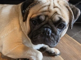 Handsome male pug