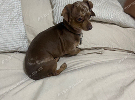 dachund