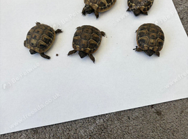 Herman's tortoise