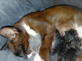 mixed babies for sale