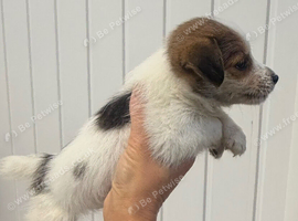 Jack Russel